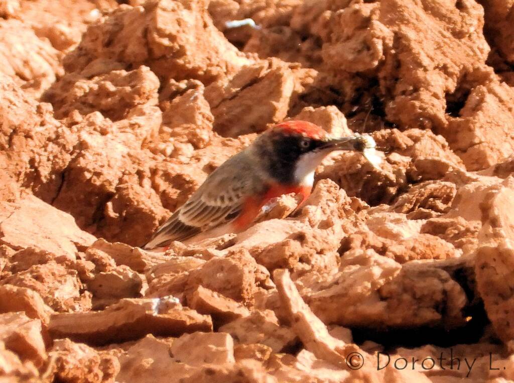 Crimson Chat (Epthianura tricolor)