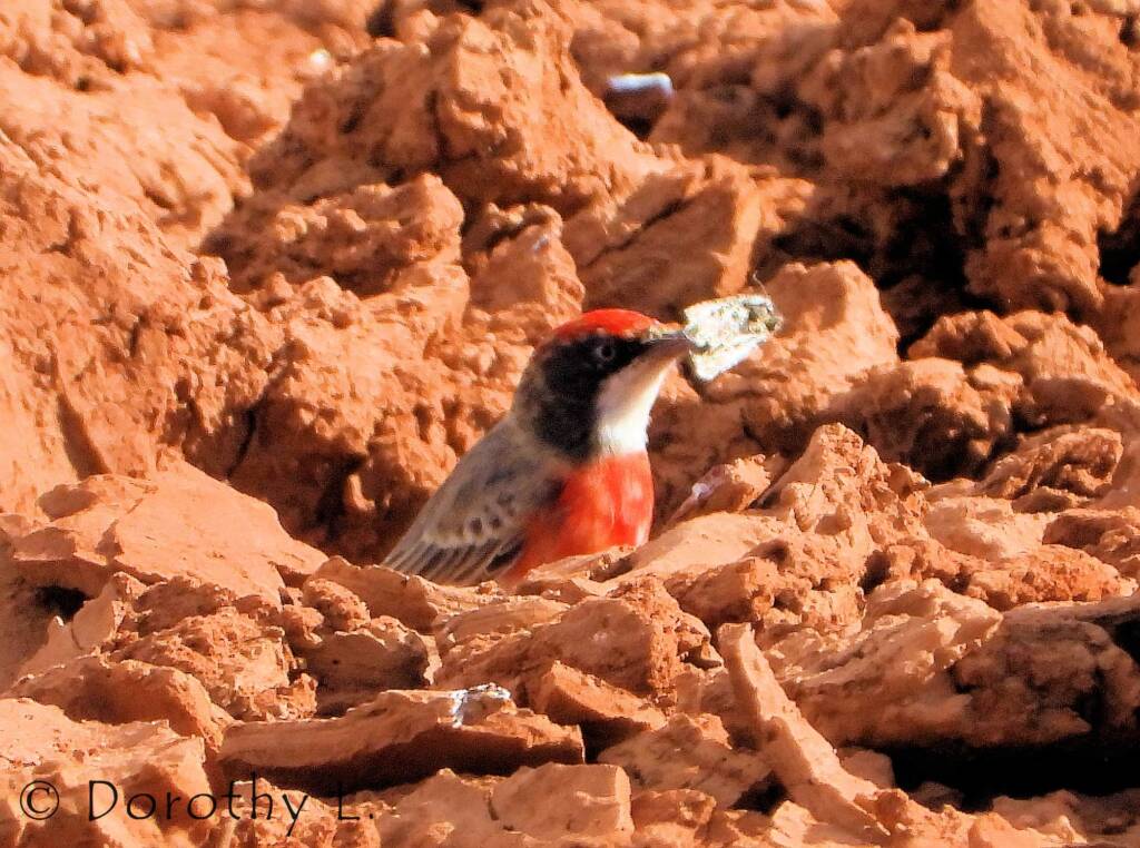 Crimson Chat (Epthianura tricolor)