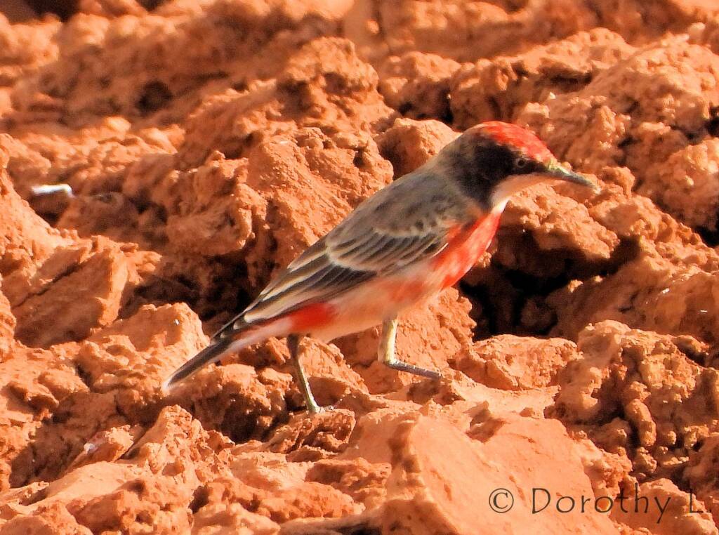 Crimson Chat (Epthianura tricolor)