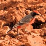 Crimson Chat (Epthianura tricolor)