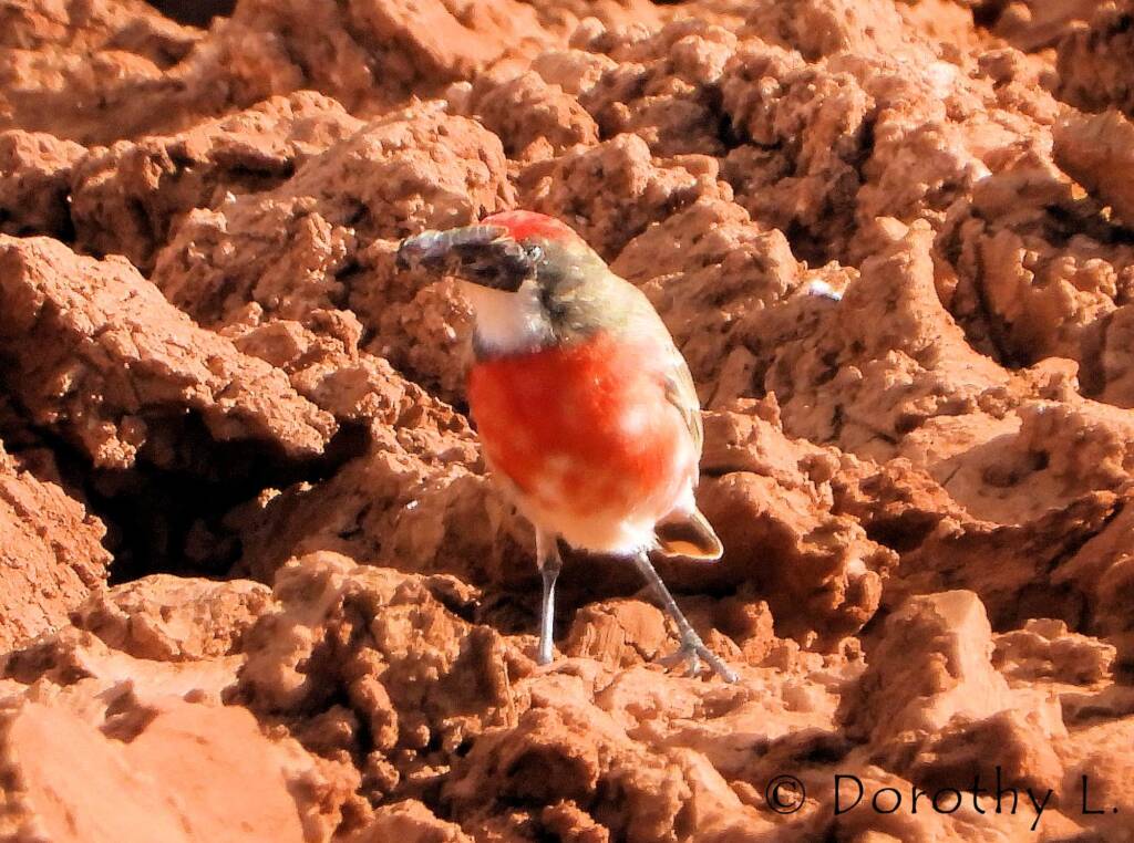 Crimson Chat (Epthianura tricolor)