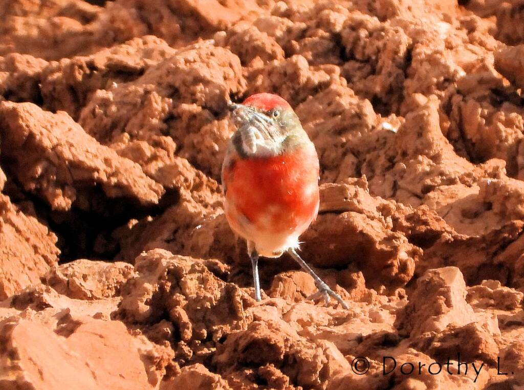 Crimson Chat (Epthianura tricolor)