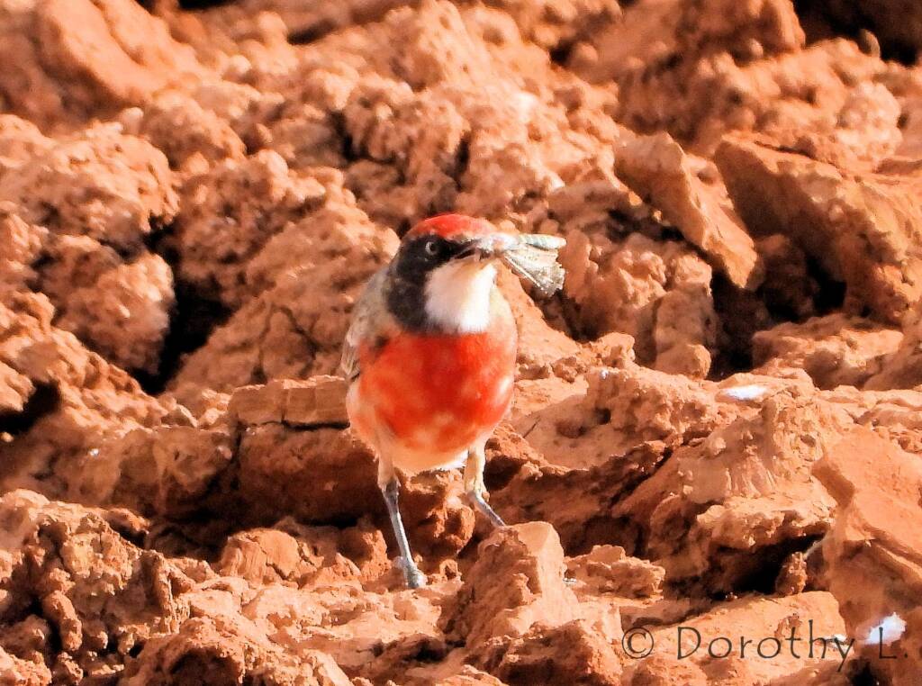 Crimson Chat (Epthianura tricolor)