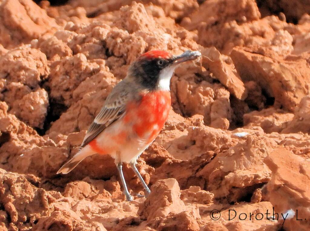 Crimson Chat (Epthianura tricolor)
