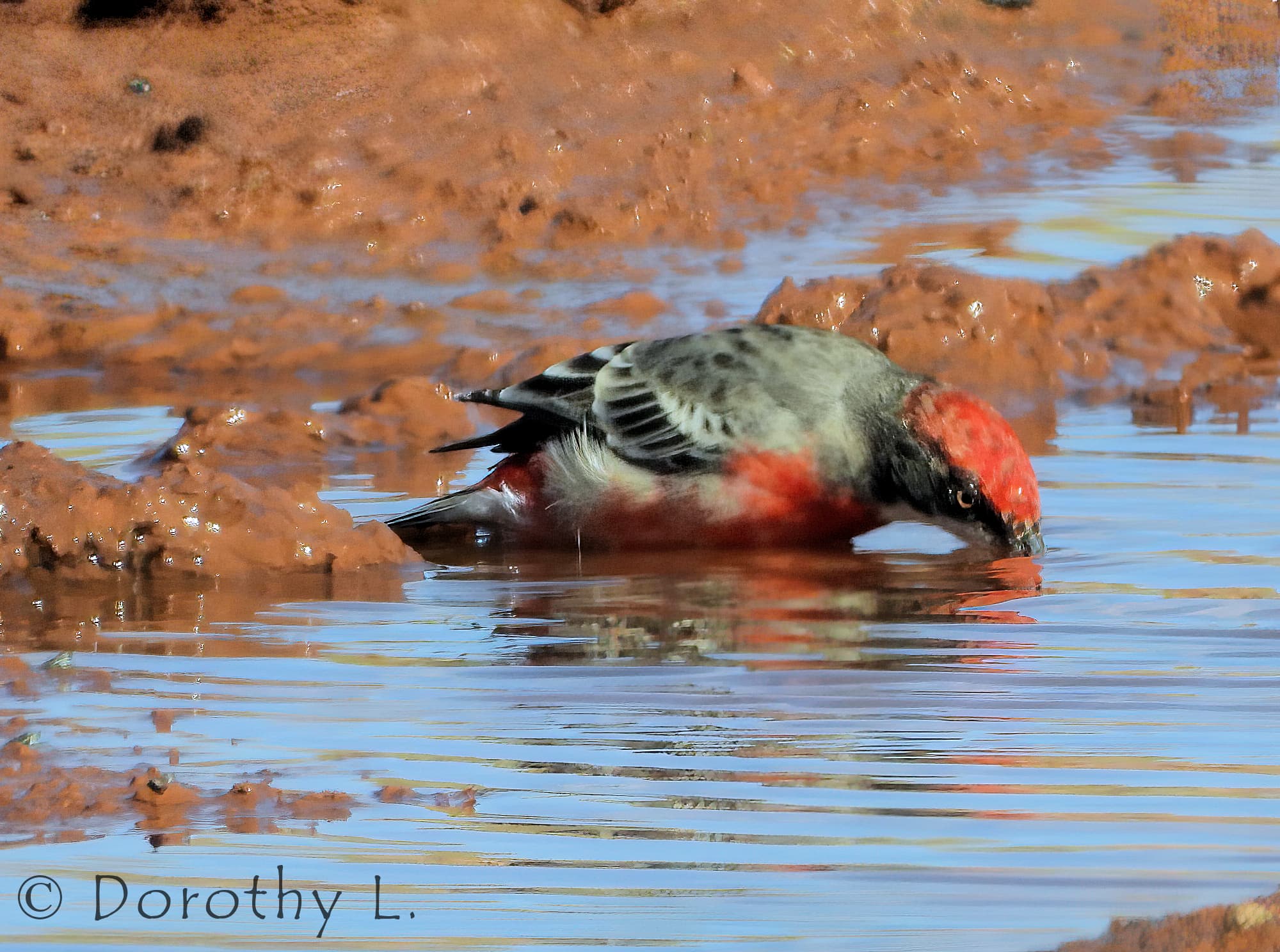 Crimson Chat (Epthianura tricolor)