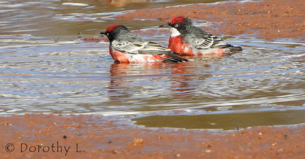Crimson Chat (Epthianura tricolor)