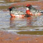 Crimson Chat (Epthianura tricolor)