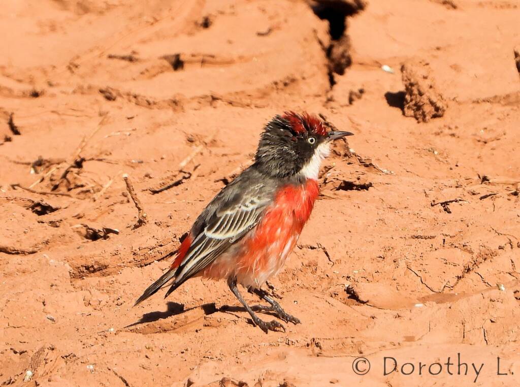 Crimson Chat (Epthianura tricolor)