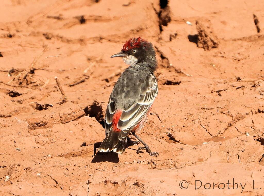 Crimson Chat (Epthianura tricolor)