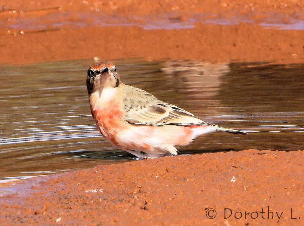 Crimson Chat (Epthianura tricolor)