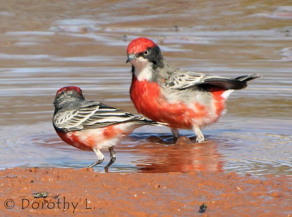 Crimson Chat (Epthianura tricolor)