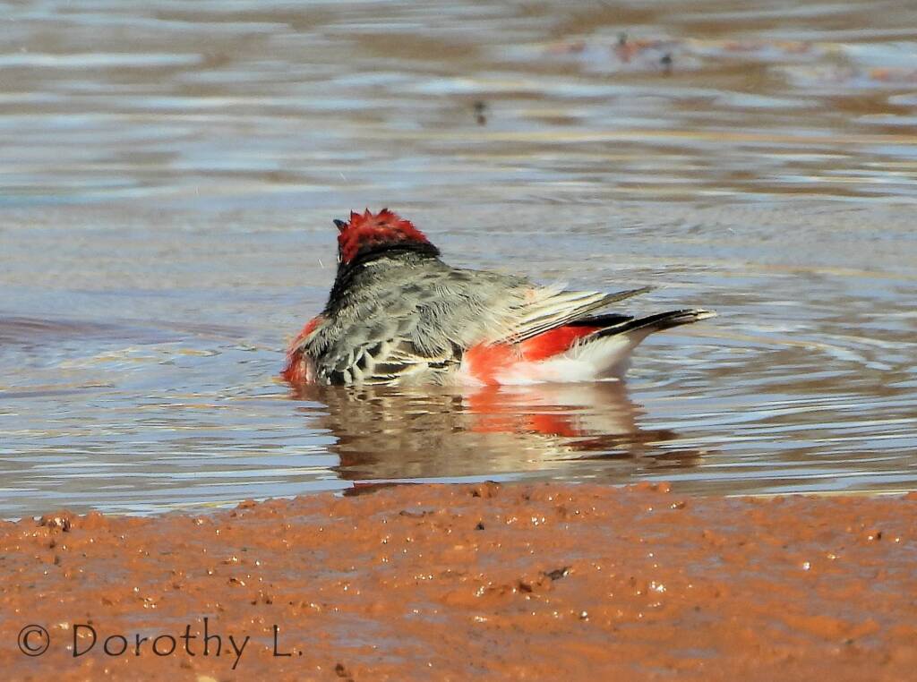 Crimson Chat (Epthianura tricolor)