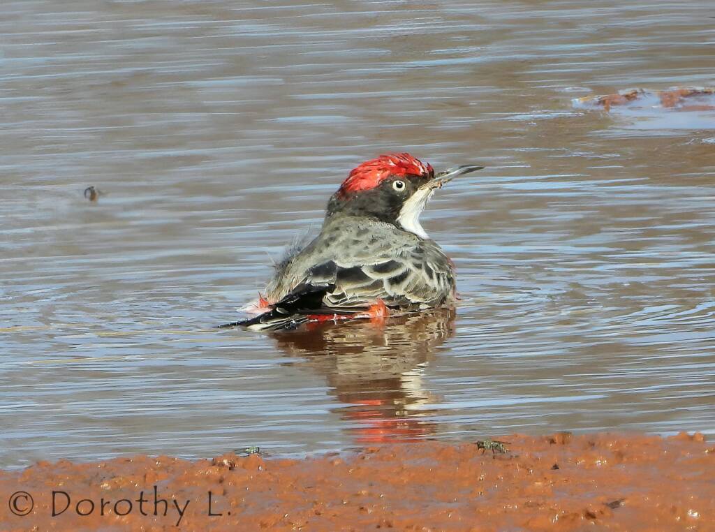 Crimson Chat (Epthianura tricolor)