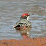 Crimson Chat (Epthianura tricolor)