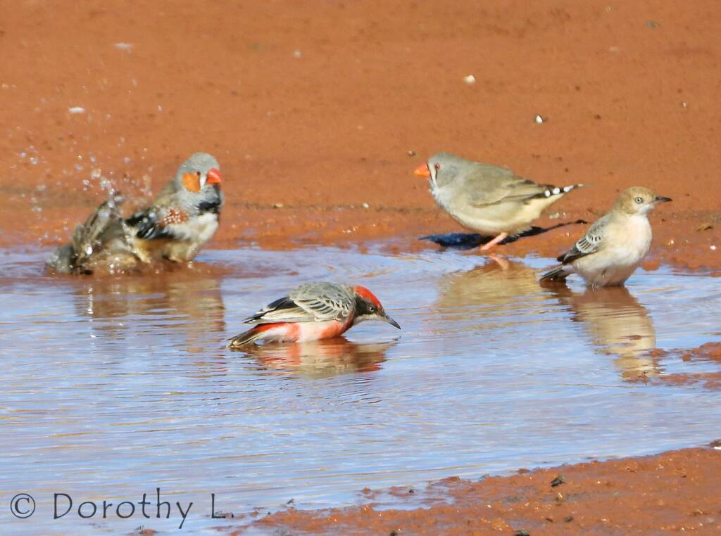 Crimson Chat (Epthianura tricolor) with Zebra Finches (Taeniopygia guttata)