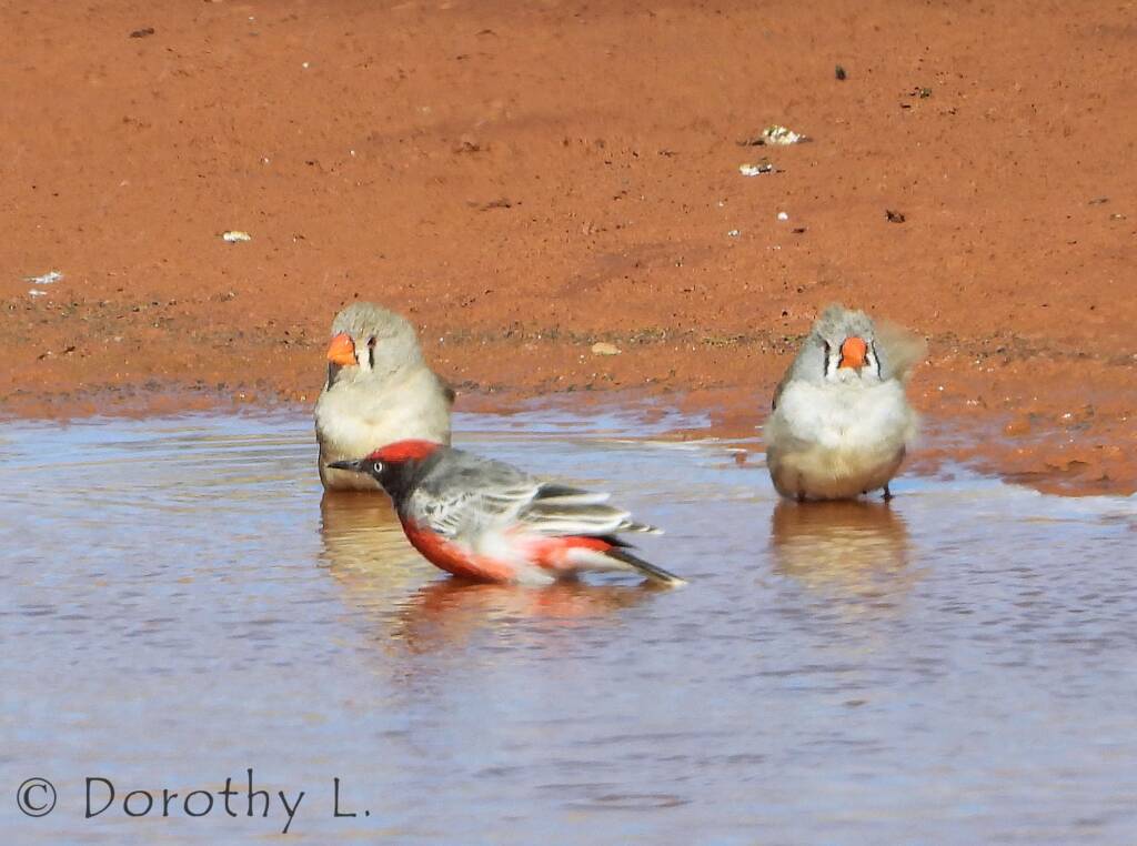 Crimson Chat (Epthianura tricolor) with Zebra Finches (Taeniopygia guttata)