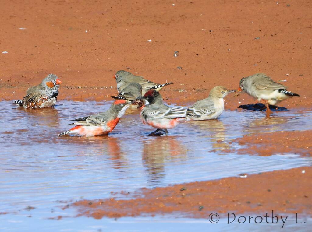 Crimson Chat (Epthianura tricolor) with Zebra Finches (Taeniopygia guttata)
