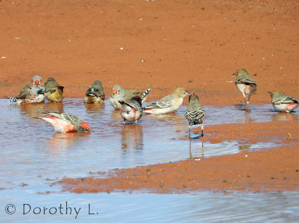 Crimson Chat (Epthianura tricolor) with Zebra Finches (Taeniopygia guttata)