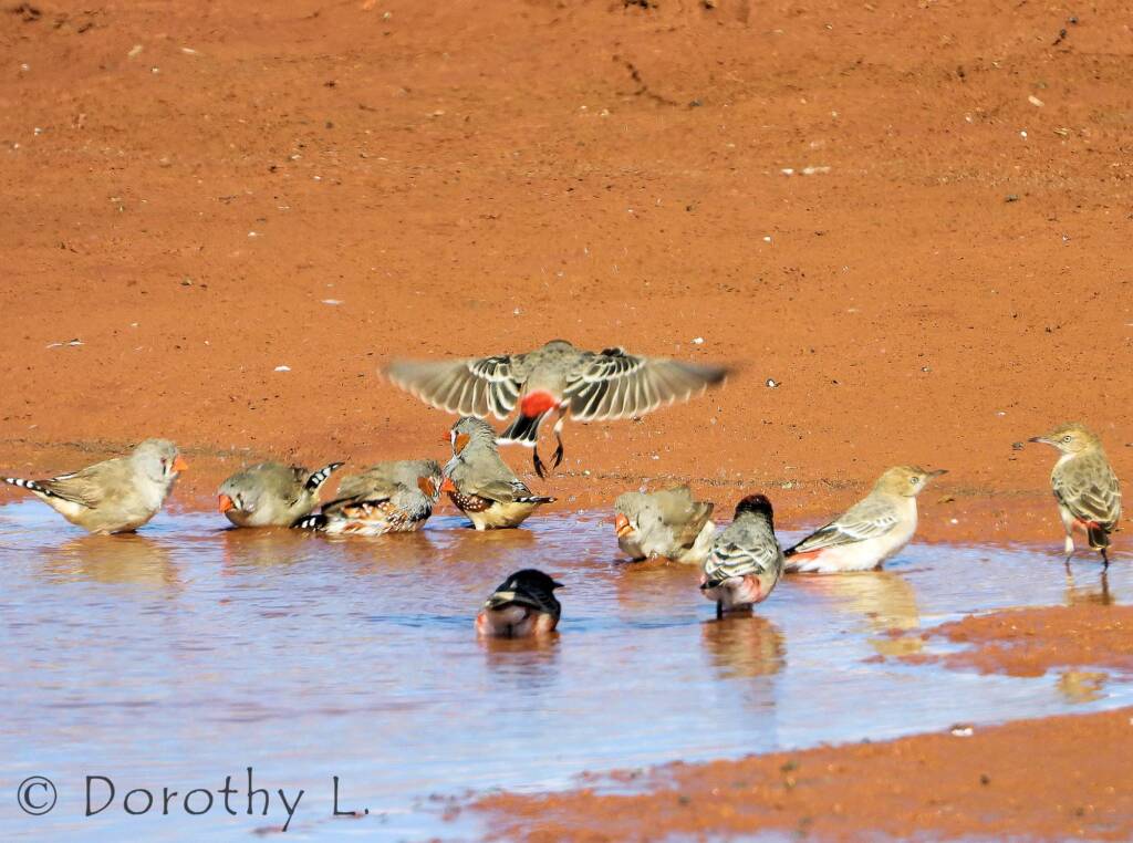 Crimson Chat (Epthianura tricolor) with Zebra Finches (Taeniopygia guttata)