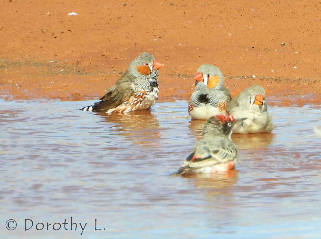 Crimson Chat (Epthianura tricolor) with Zebra Finches (Taeniopygia guttata)