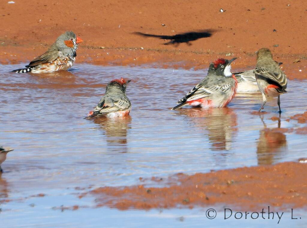 Crimson Chats (Epthianura tricolor) with Zebra Finch (Taeniopygia guttata)