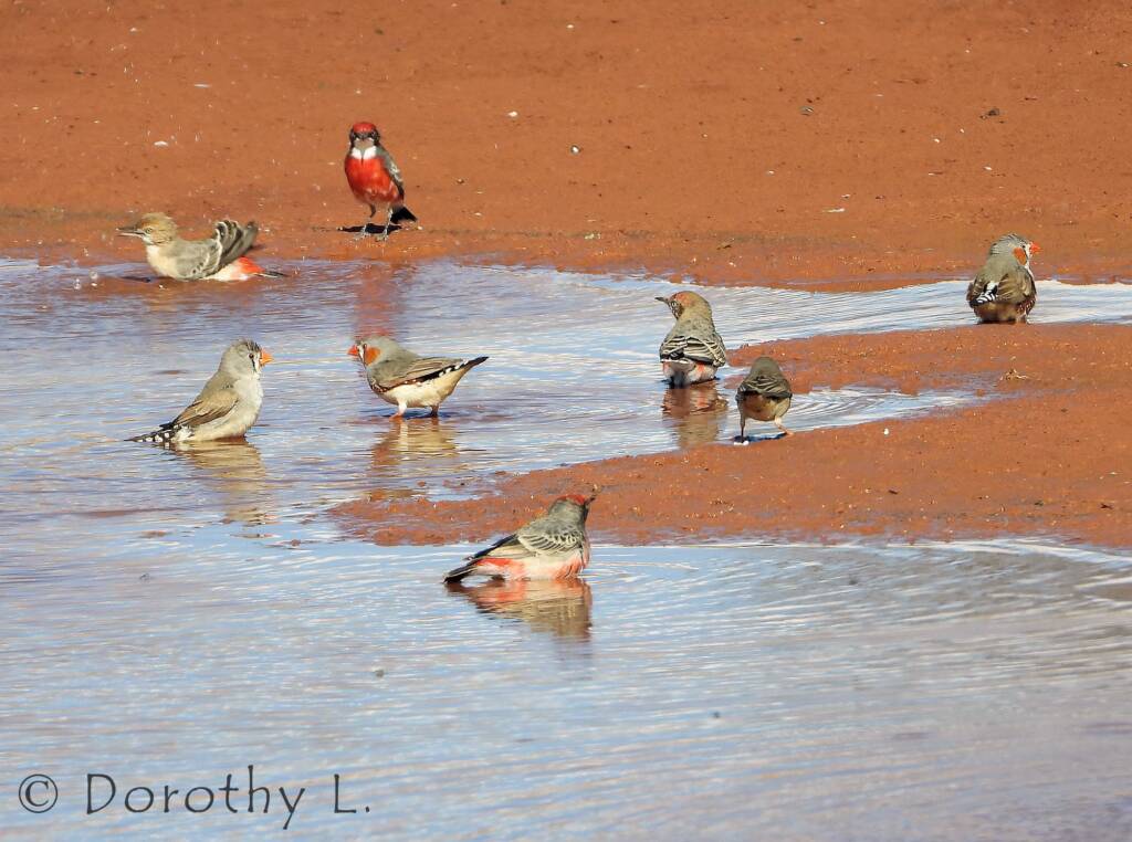 Crimson Chats (Epthianura tricolor) with Zebra Finches (Taeniopygia guttata)