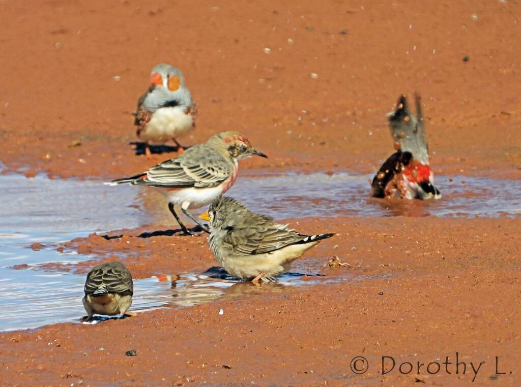 Crimson Chats (Epthianura tricolor) with Zebra Finches (Taeniopygia guttata)