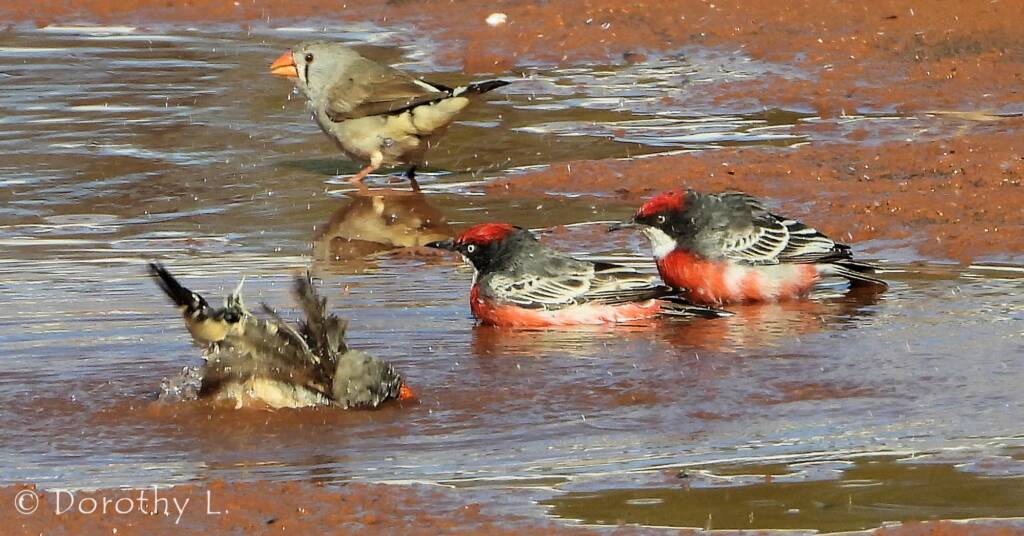 Crimson Chats (Epthianura tricolor) with Zebra Finches (Taeniopygia guttata)