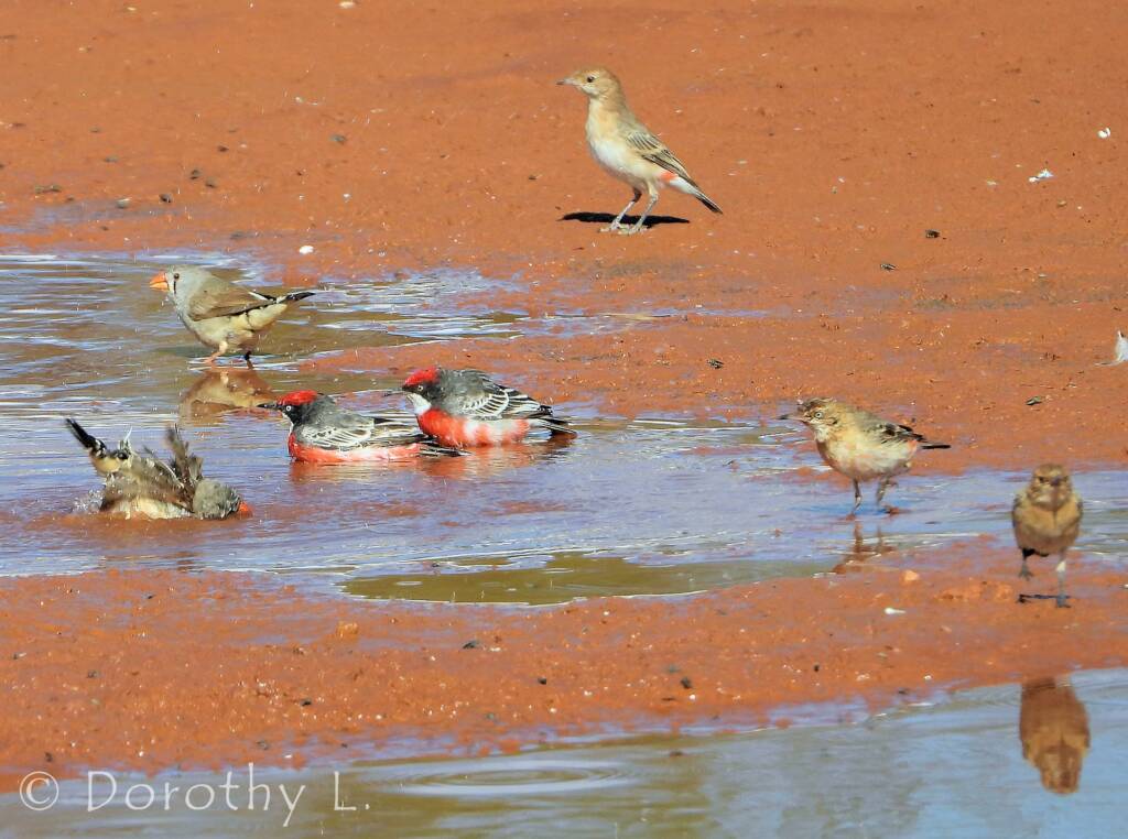 Crimson Chats (Epthianura tricolor) with Zebra Finches (Taeniopygia guttata)