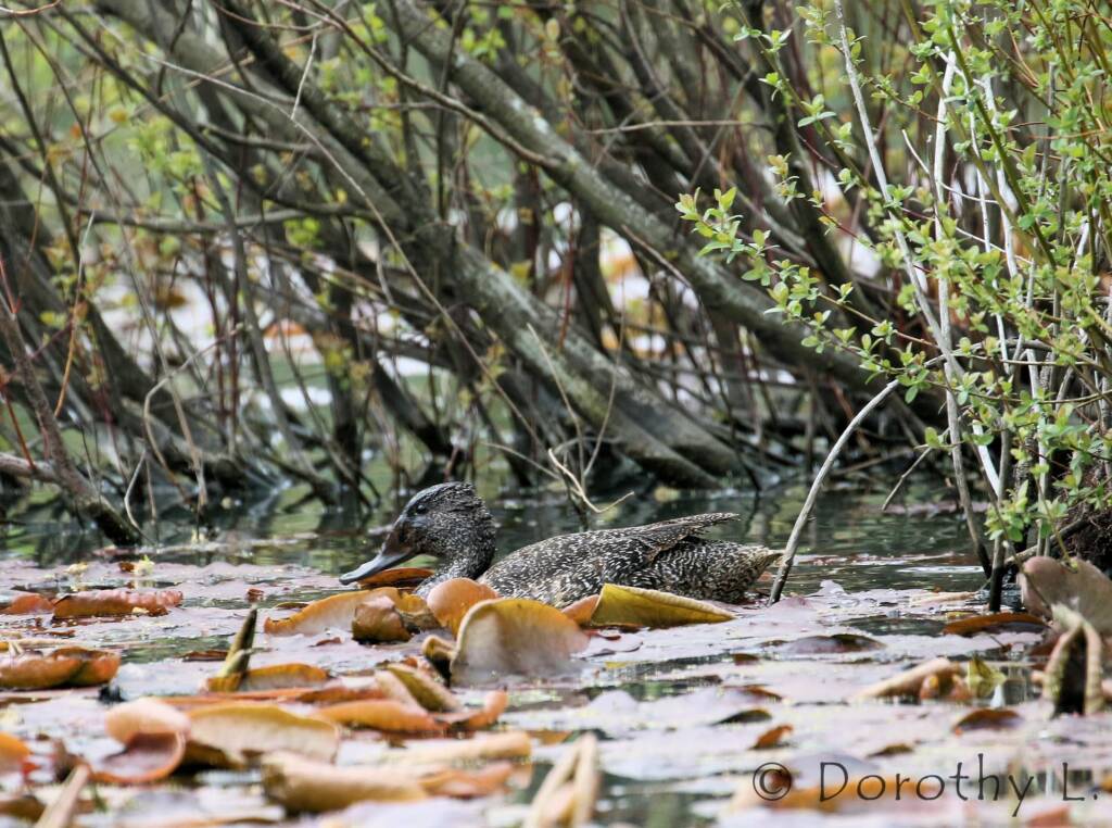 Freckled Duck (Stictonetta naevosa)