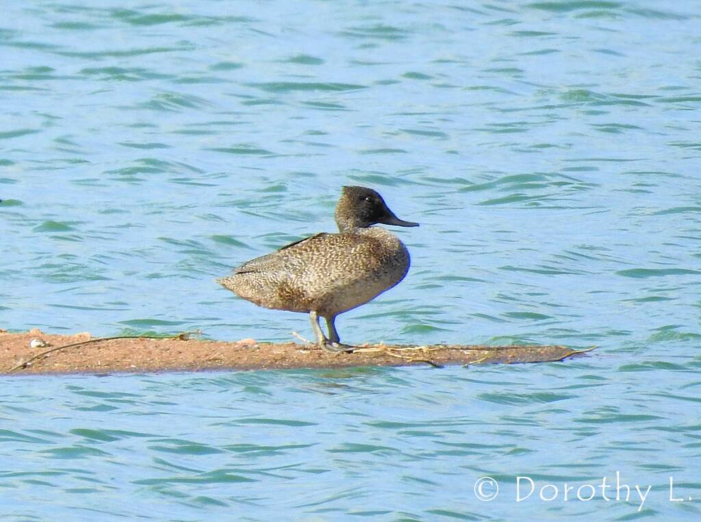 Freckled Duck (Stictonetta naevosa)