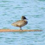 Freckled Duck (Stictonetta naevosa)