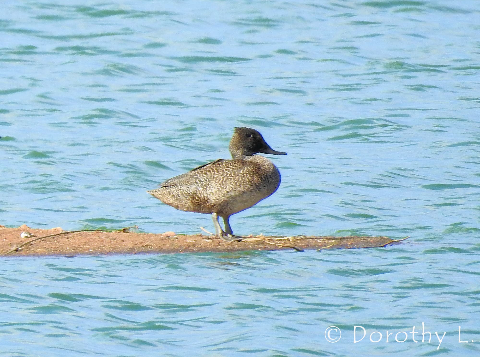Freckled Duck (Stictonetta naevosa)