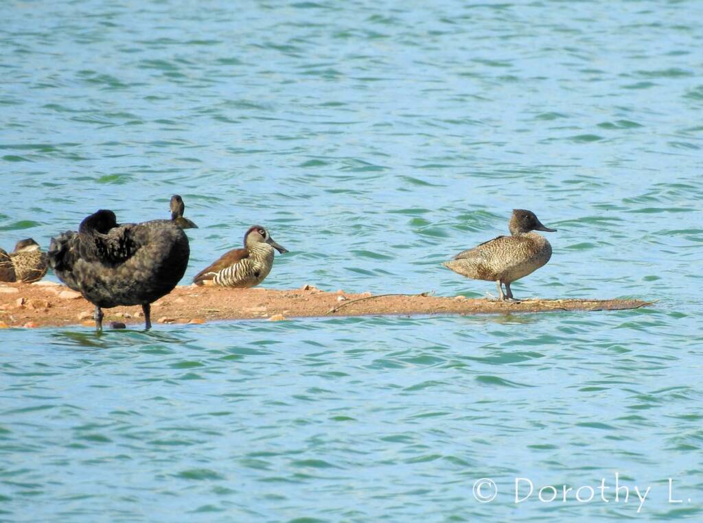 Freckled Duck (Stictonetta naevosa)