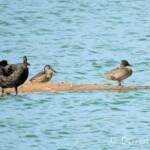 Freckled Duck (Stictonetta naevosa)