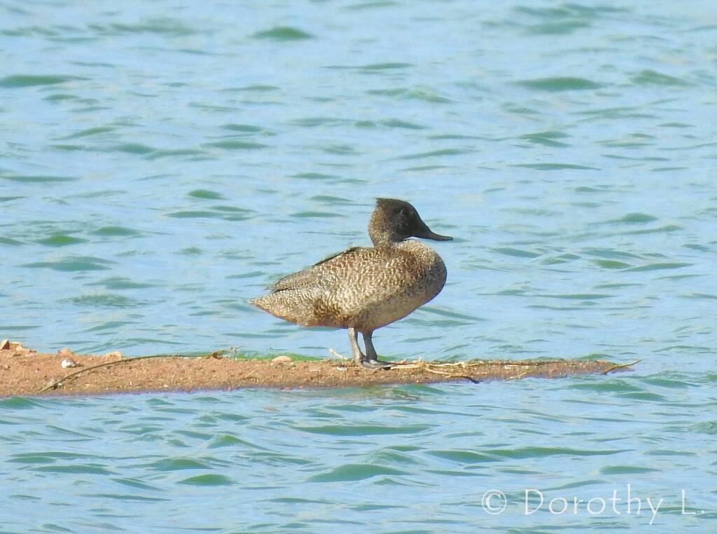 Freckled Duck (Stictonetta naevosa)