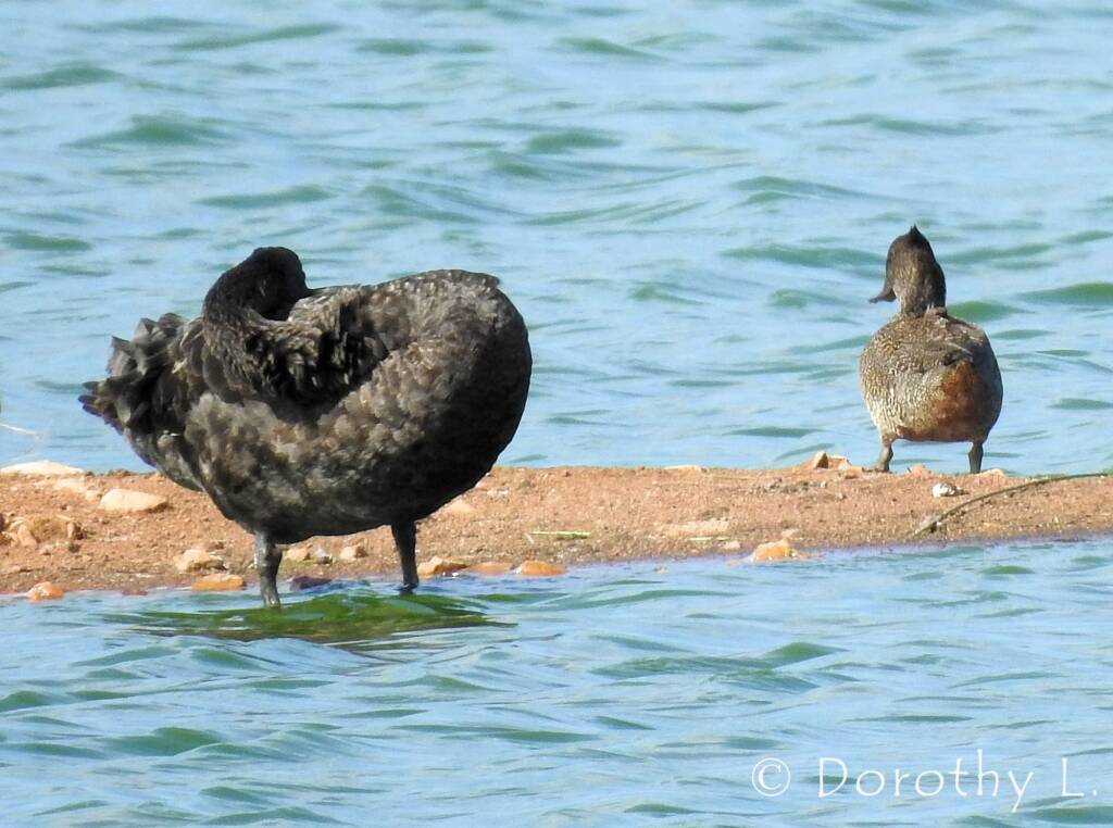 Black Swan (Cygnus atratus) (left) / Freckled Duck (Stictonetta naevosa) (right)