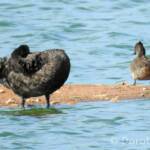 Black Swan (Cygnus atratus) (left) / Freckled Duck (Stictonetta naevosa) (right)