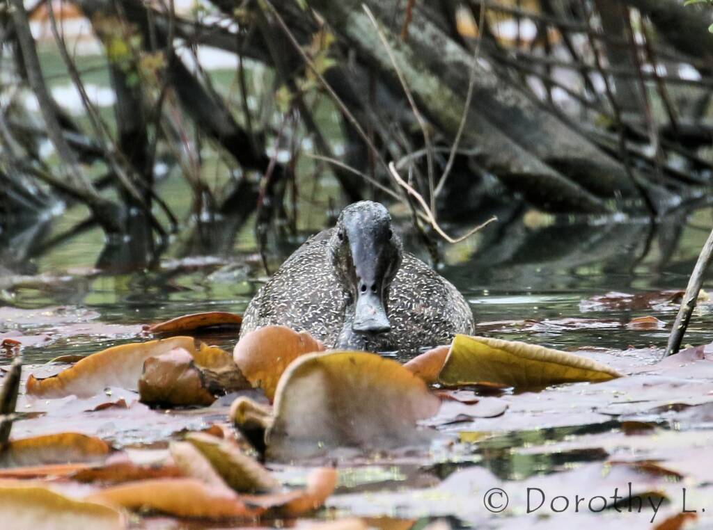 Freckled Duck (Stictonetta naevosa)