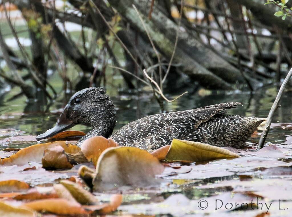 Freckled Duck (Stictonetta naevosa)