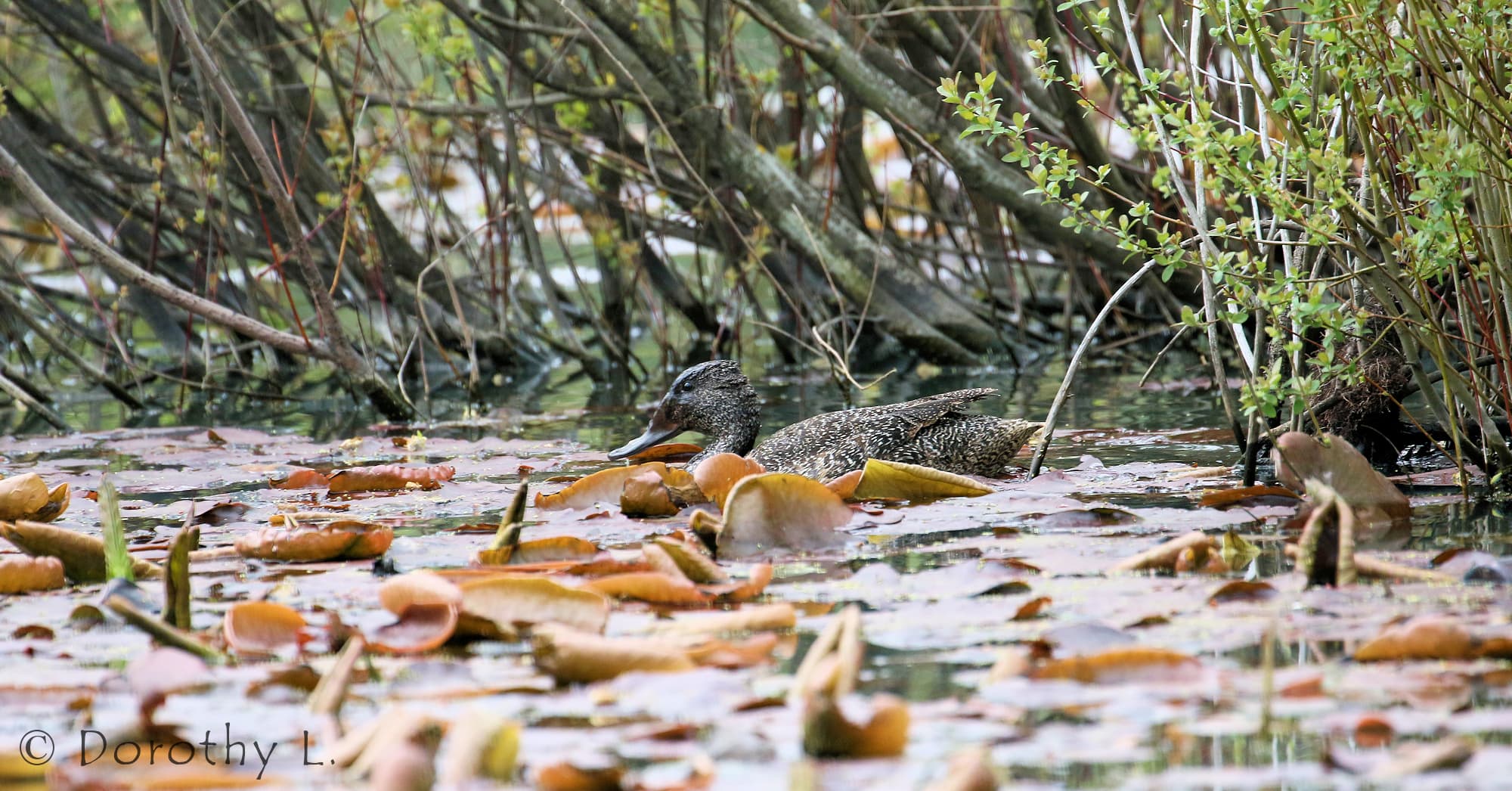 Freckled Duck (Stictonetta naevosa)