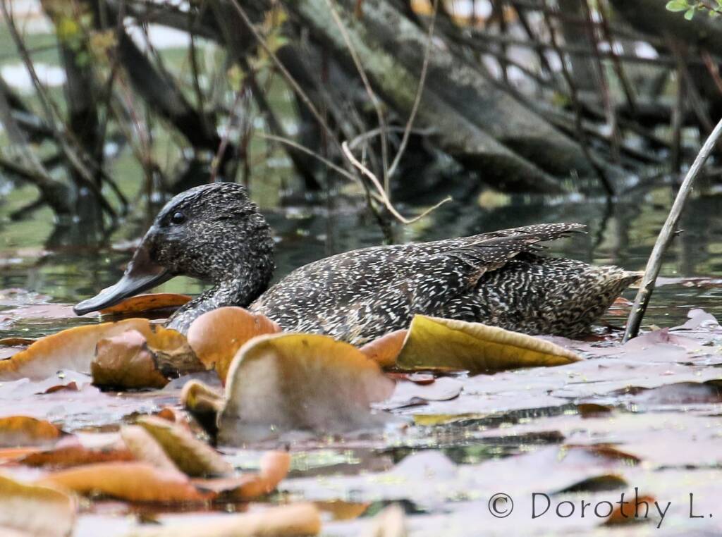 Freckled Duck (Stictonetta naevosa)