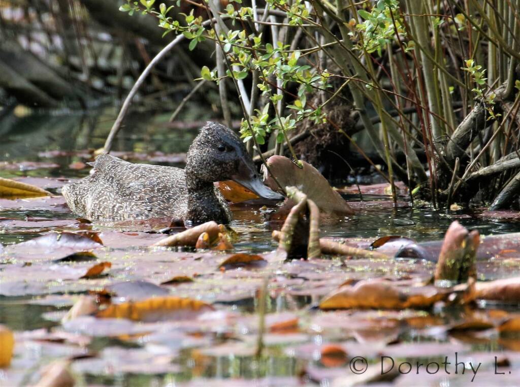 Freckled Duck (Stictonetta naevosa)