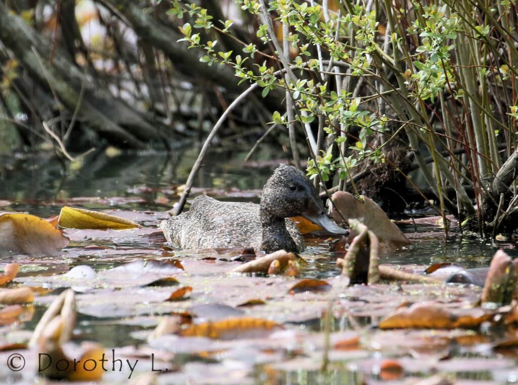 Freckled Duck (Stictonetta naevosa)