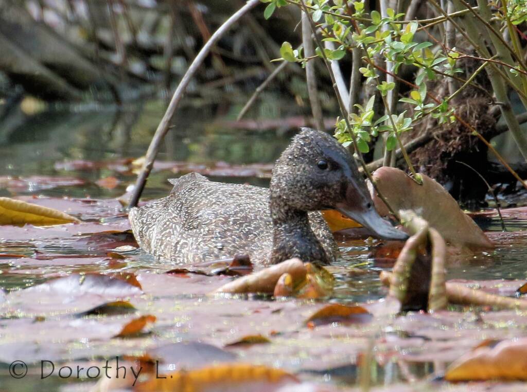 Freckled Duck (Stictonetta naevosa)