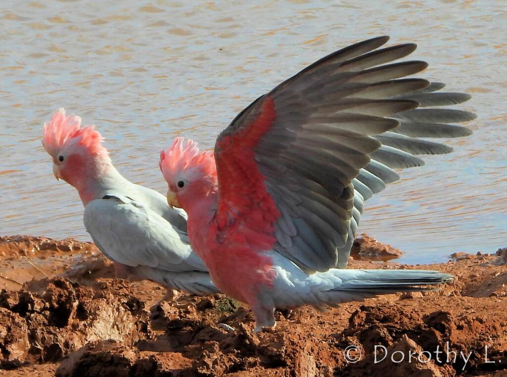 Galah (Eolophus roseicapilla)