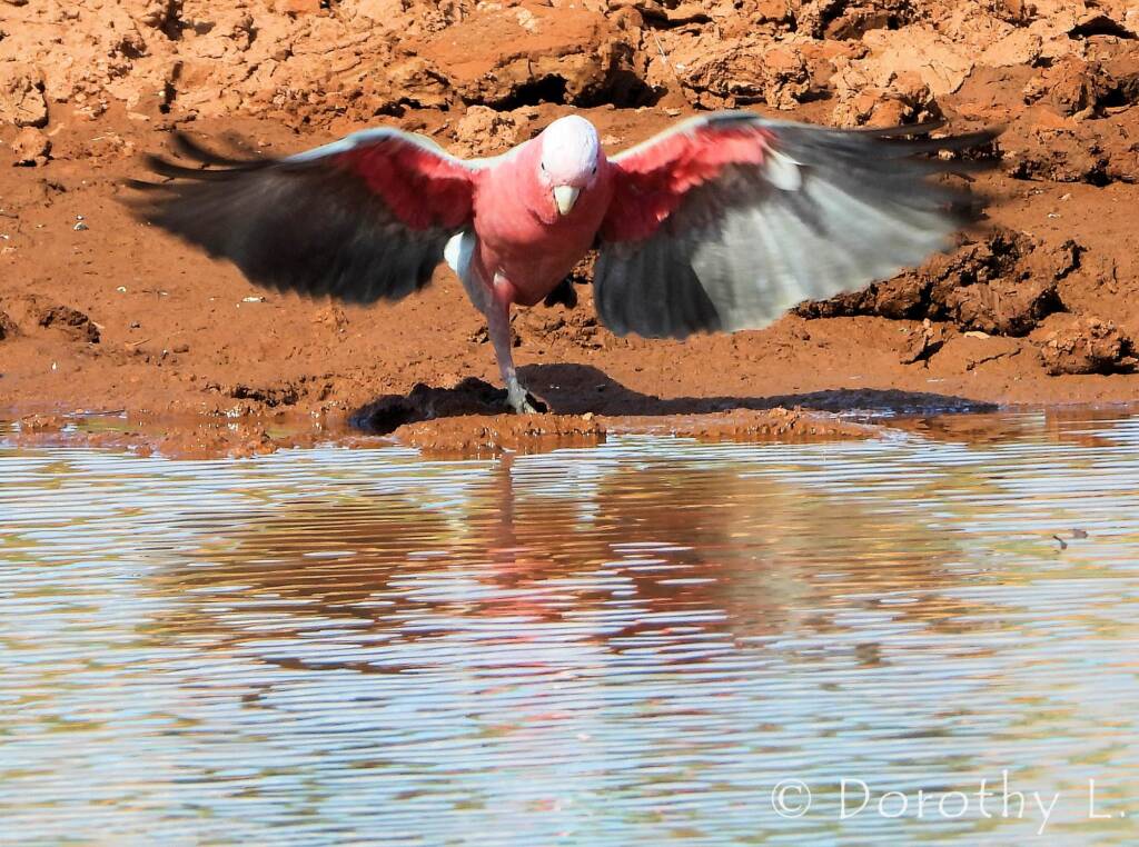 Galah (Eolophus roseicapilla)