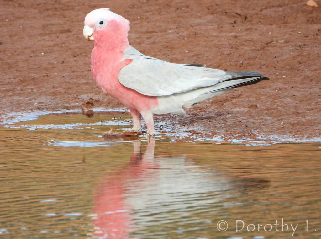 Galah (Eolophus roseicapilla)