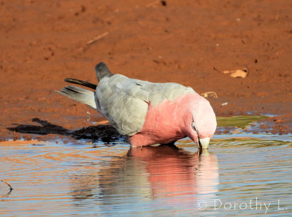 Galah (Eolophus roseicapilla)