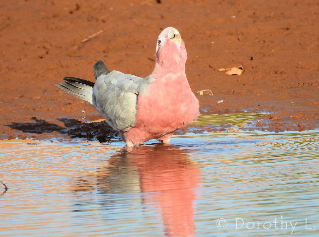 Galah (Eolophus roseicapilla)